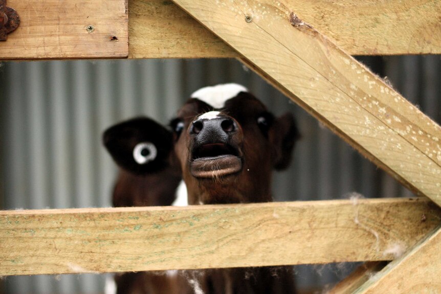 Sophie the cow in her pen