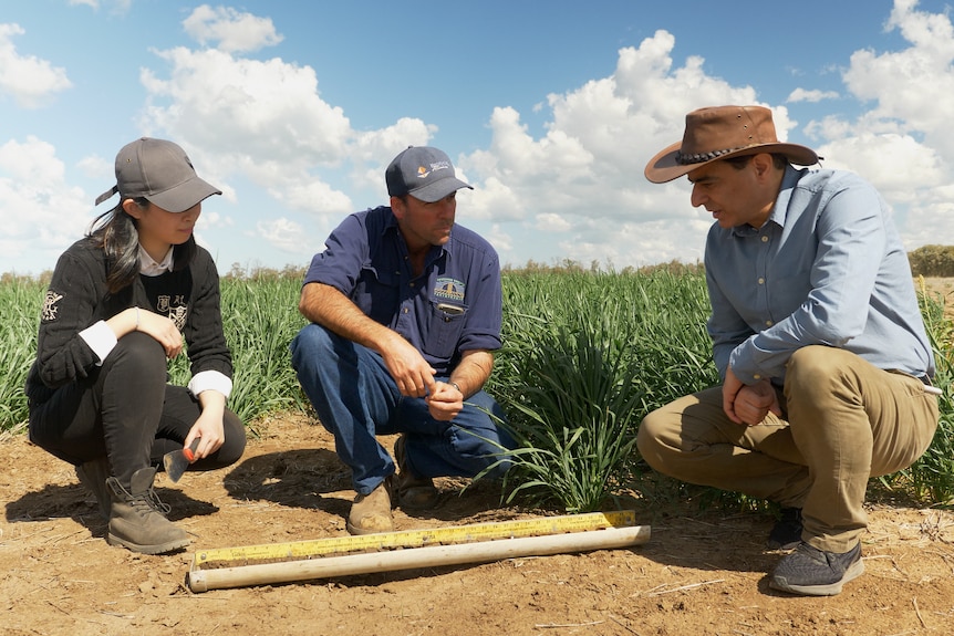 Hanlu Zhang, Dave Woods and Professor Afshin Ghahramani examine a soil core at the trial site near Goondiwindi, August 2021.
