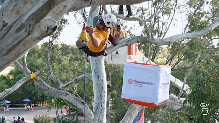 Man in climbing harness and hard hat swinging towards a tree towards a bell hanging in branch