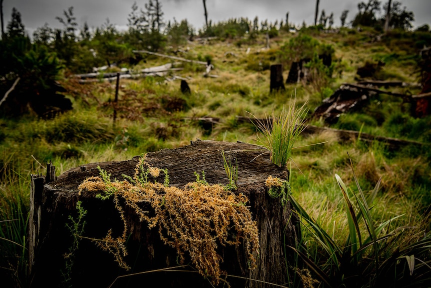 A logged stump is in the foreground, behind it is a clearing of overgrown grass