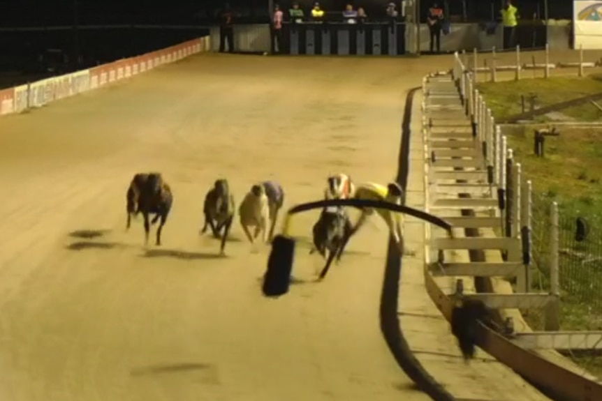 Image of greyhound race with yellow-jacket dog turning into safety rail