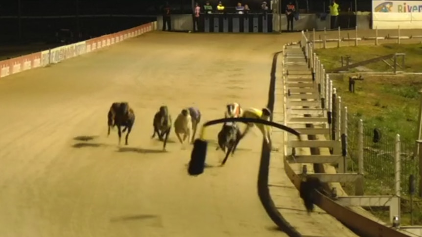 Greyhounds racing down a track at night.