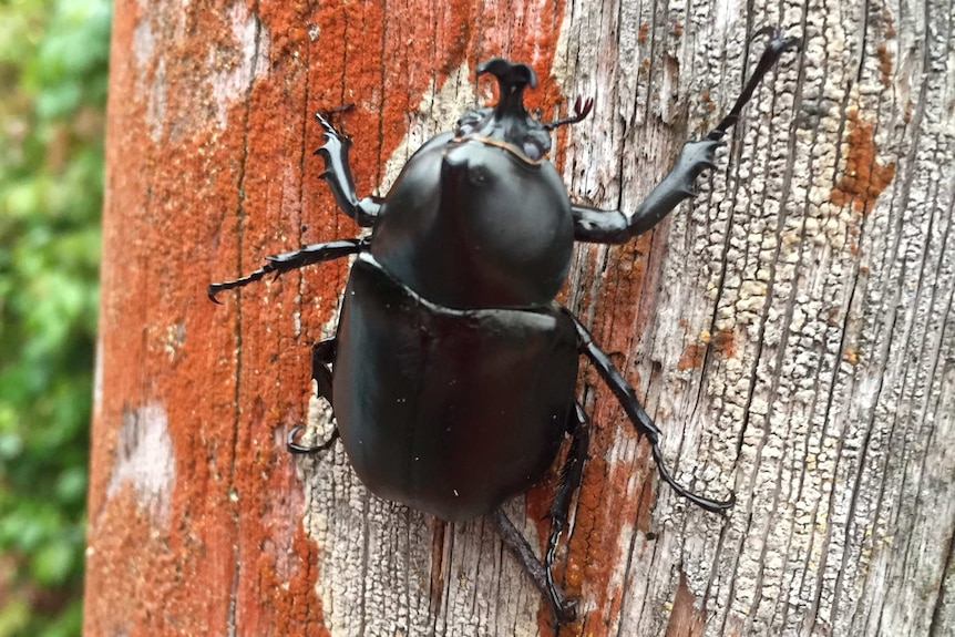 A large black beetle on a tree trunk.