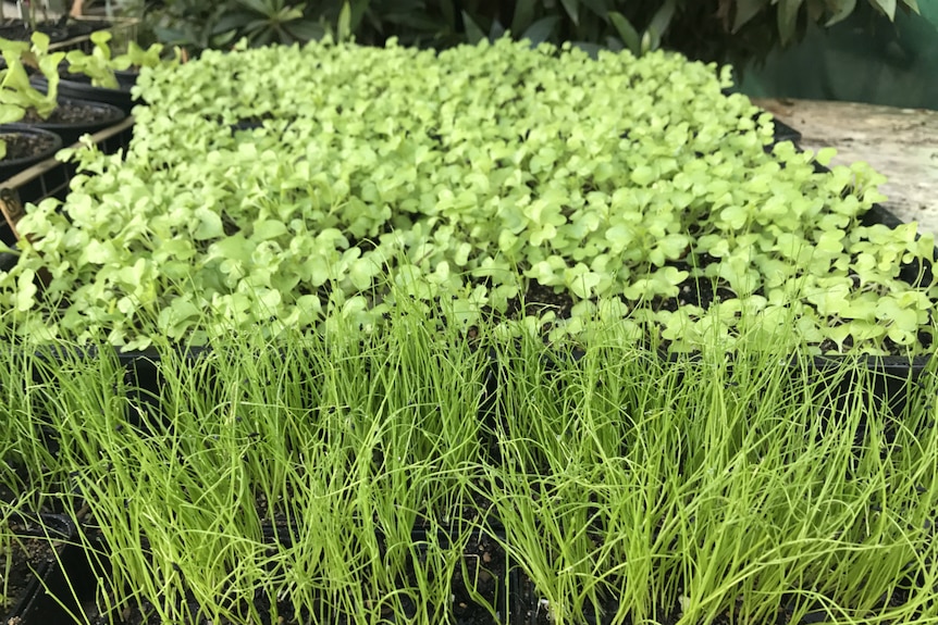 Strappy baby onion sprouts in the front, with baby wasabi lettuce leaves at the back.