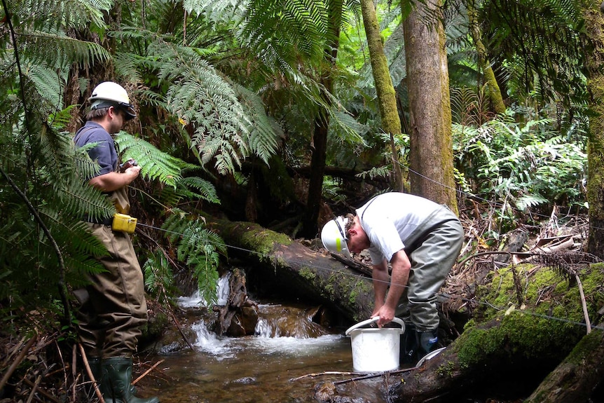 Returning threatened fish, barred galaxias, to streams after black saturday