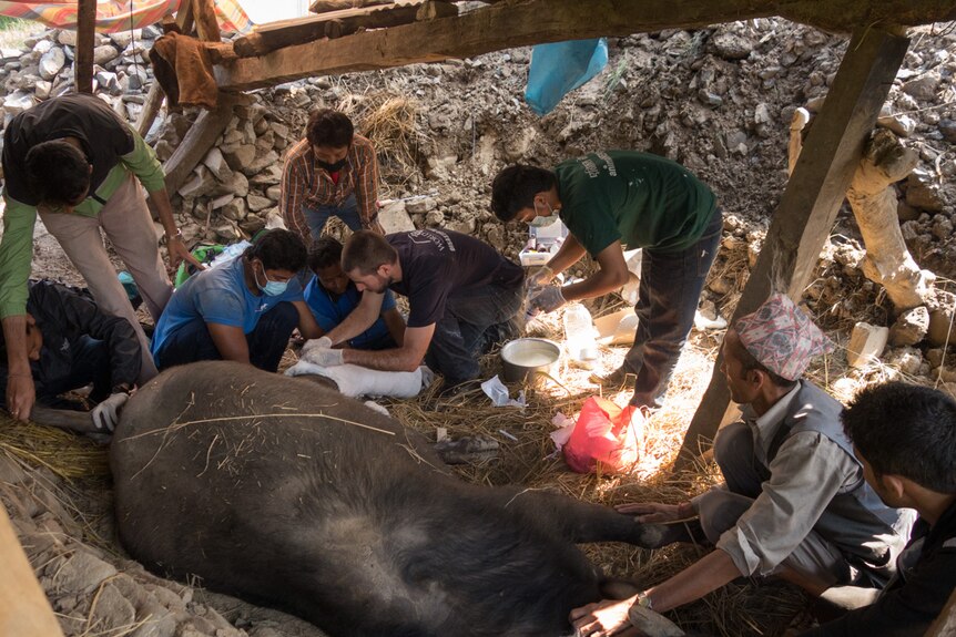 A team of Australian vets apply a cast to a buffalo's broken leg in Nepal