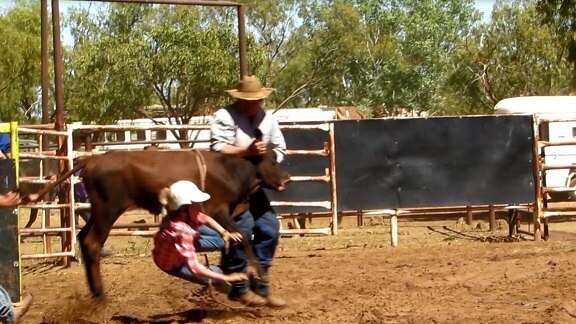 Eleven year old Kasey Paterson falls from a poddy calf at the Daly Waters rodeo, Northern Territory