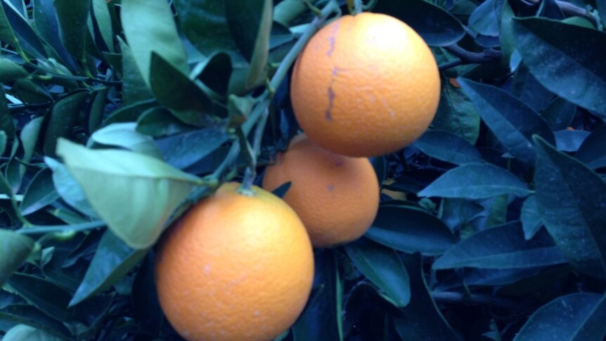 Riverland citrus fruit