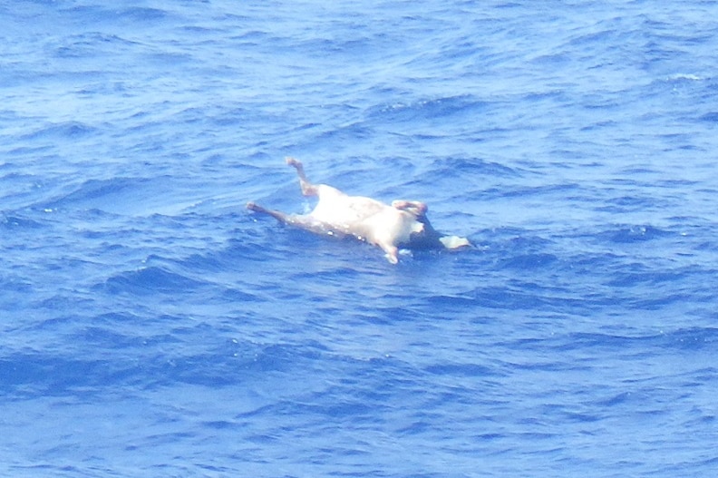 A cow that appears to be dead floats in the ocean