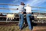 Two men with backs to the camera lean up against fence looking at cattle