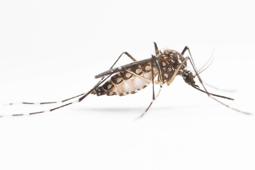 Female Aedes aegypti mosquito