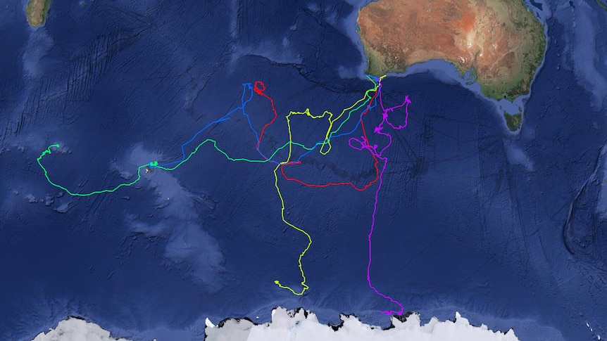 whale tracking map