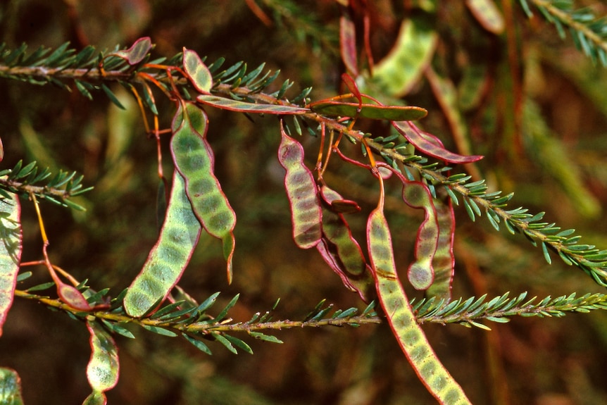 Seeds in pods hanging from a branch