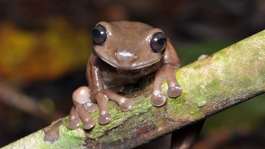 A very cute little brown frog sits on a branch