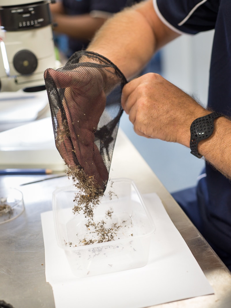 A man with netting on his hand places mozzies into a container