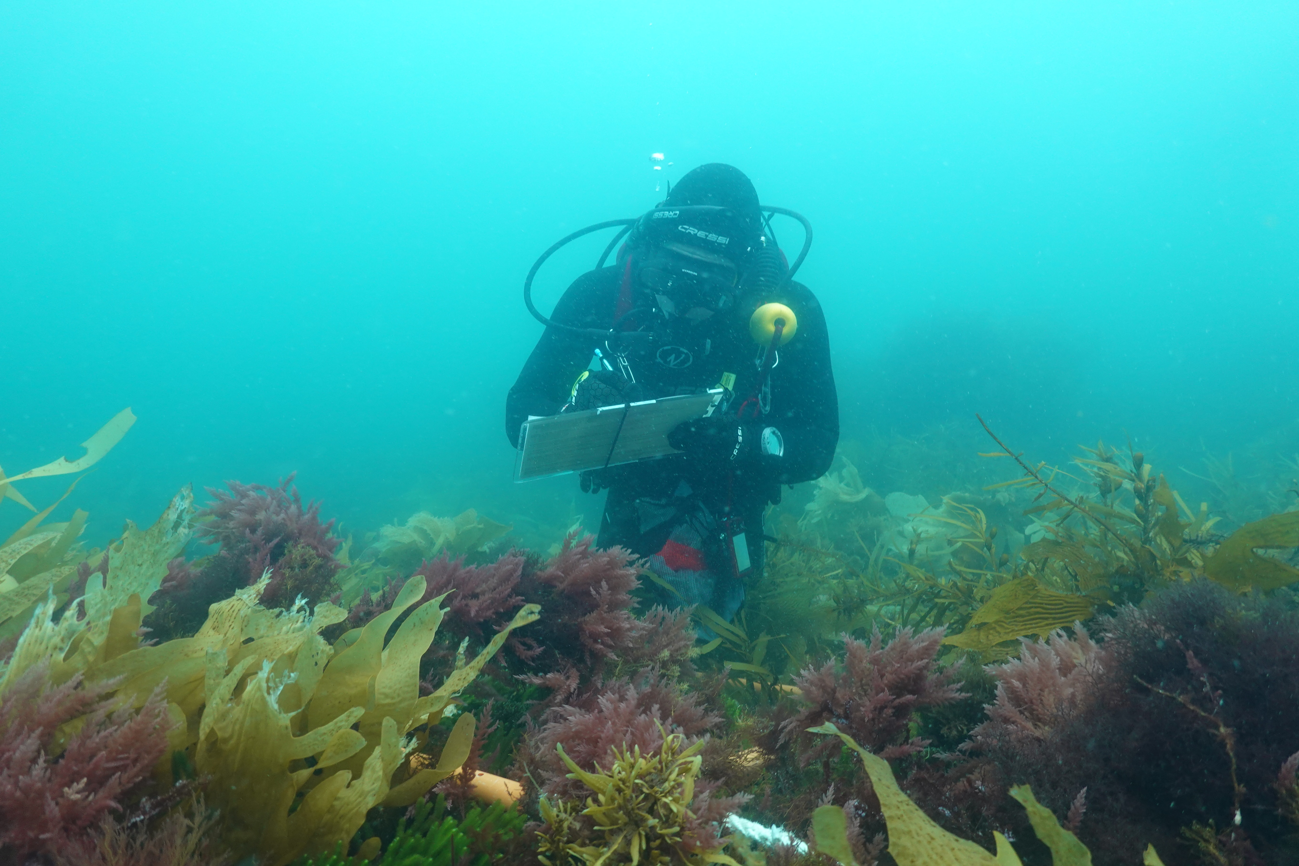 'Dead zones' prompt tour operator to fund marine study