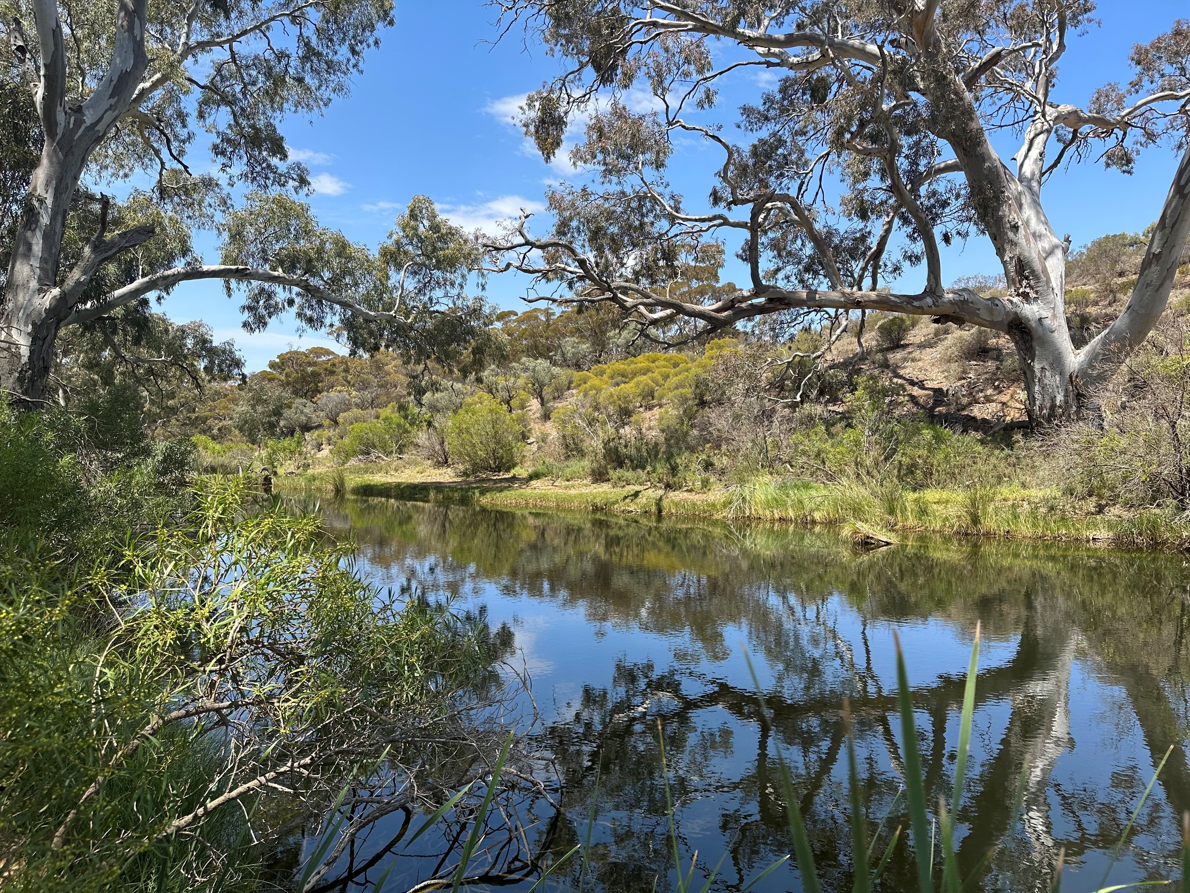 Portrait of a billabong with gum trees overhanging the water