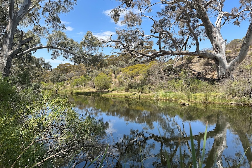 Portrait of a billabong with gum trees overhanging the water