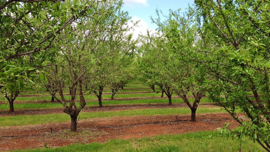 View of trees in an almond orchard
