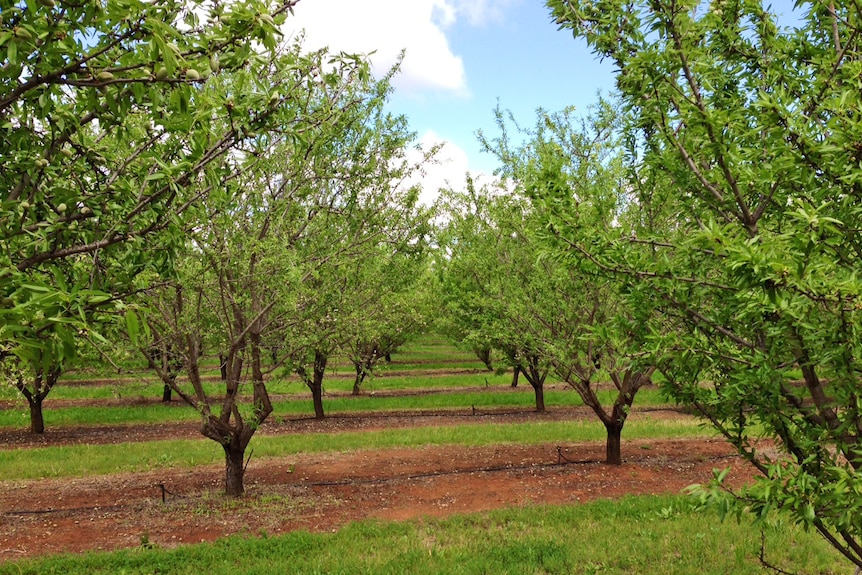 Almond orchard