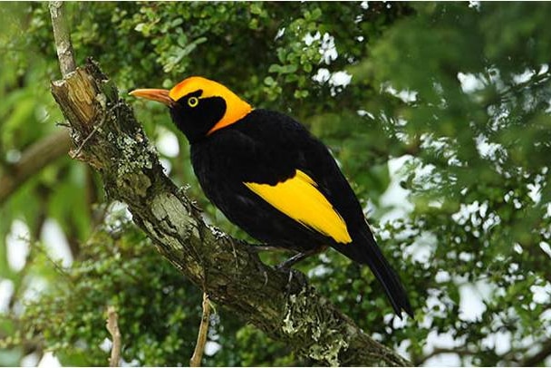 A Regent bowerbird