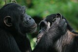 Bonobos use gestures to change positions during grooming