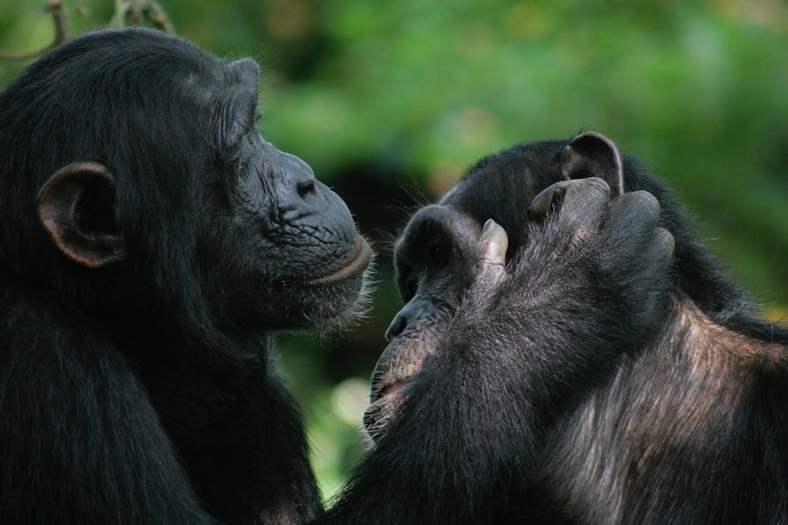 Bonobo grooming