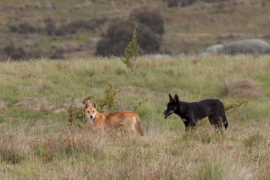 An orange and a black dingo in scrubland with a mouse.