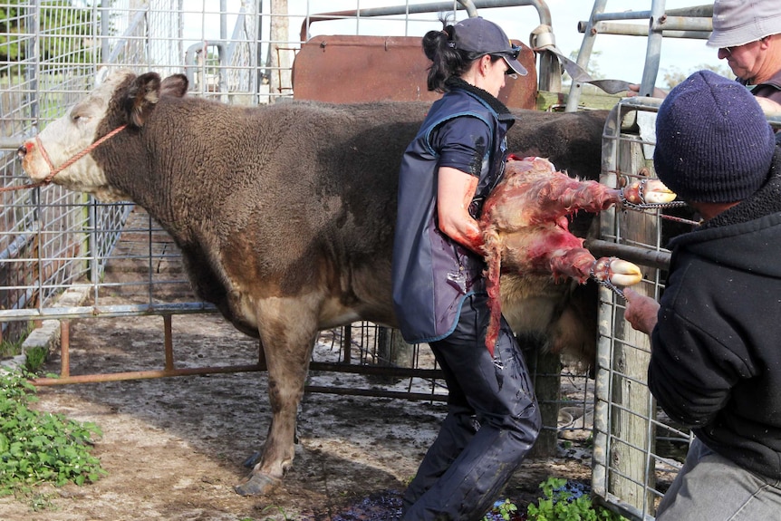 Caesarean section on a cow