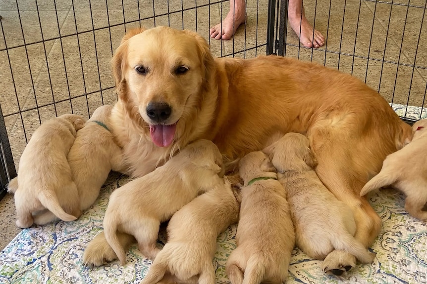 a large golden retriever with seven puppies