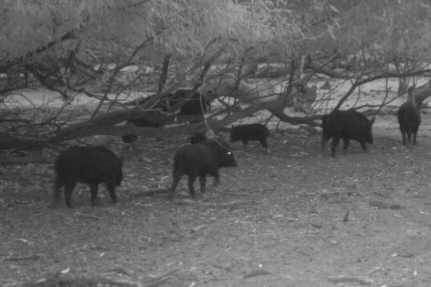 Feral pigs in a paddock in the NSW Riverina.
