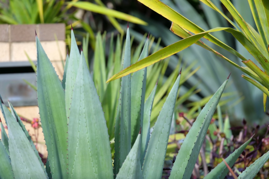 An image of a large succulent plant that has big spikes.