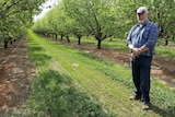 Almond grower Paul Martin stands amongst his orchards at Lindsay Point.