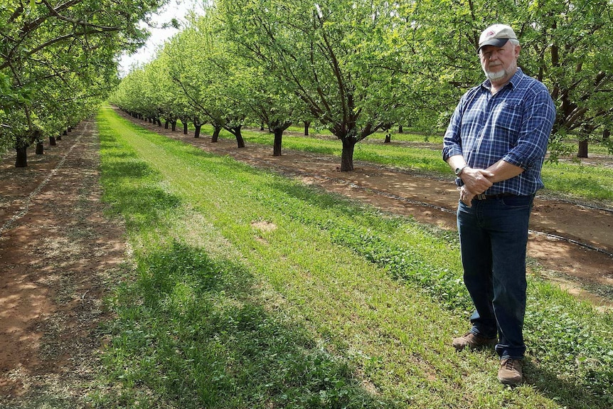 Almond grower Paul Martin stands amongst his orchards at Lindsay Point.