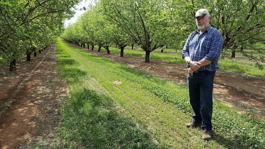 Paul Martin stands in his almond orchard. He is surrounded by green almond trees.
