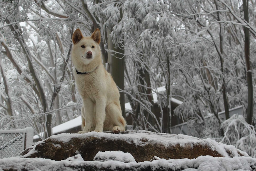 A dog shivers on a snowy rock at Mount Baw Baw.