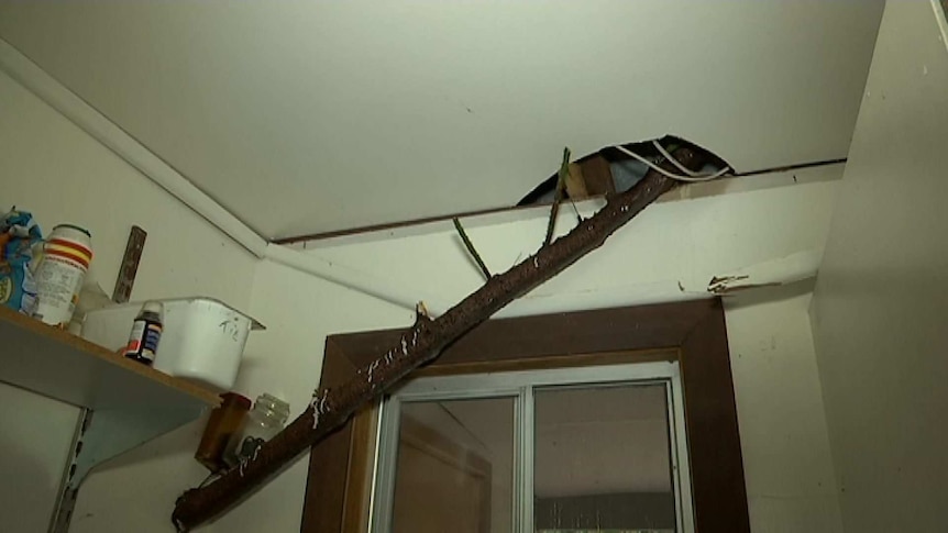 A tree branch sticks through a ceiling