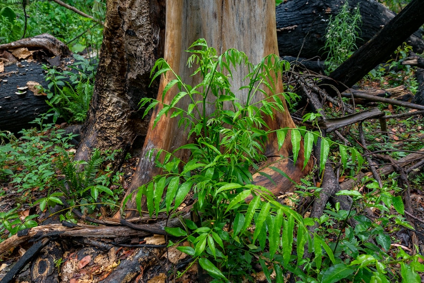 Red cedar re-shooting in the Tooloom World Heritage rainforest