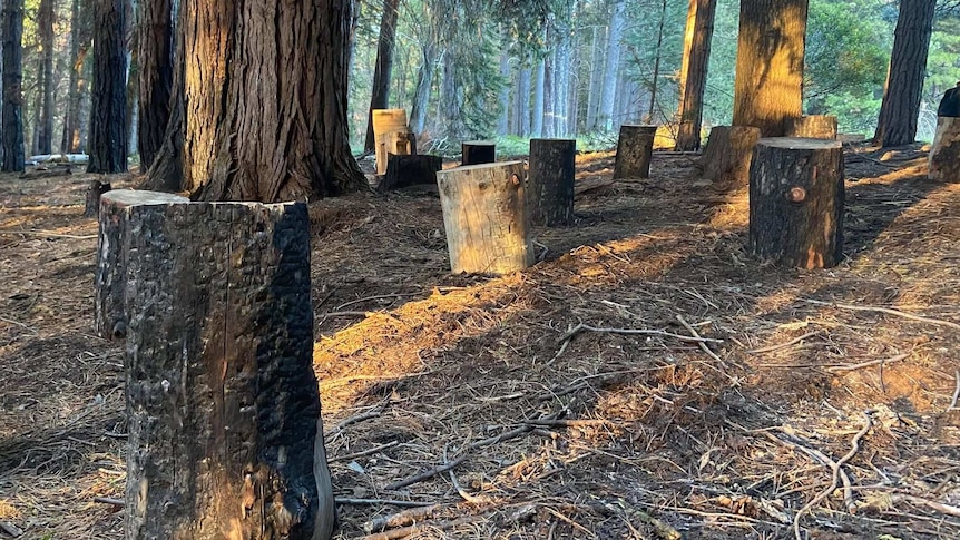 Tree stumps on dirt