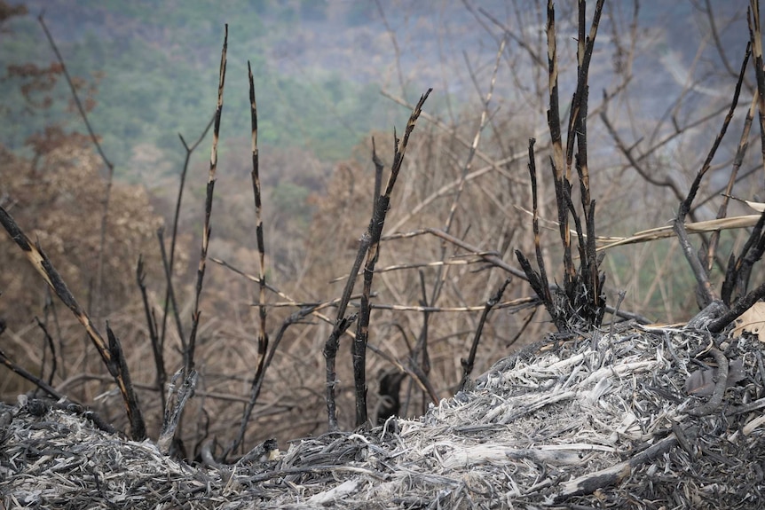 The blackened forest floor.