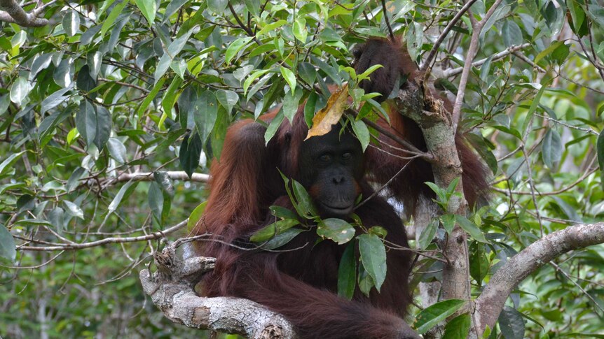 Orangutan up a tree in Borneo