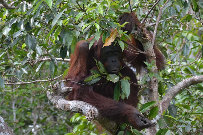 Orangutan up a tree in Borneo