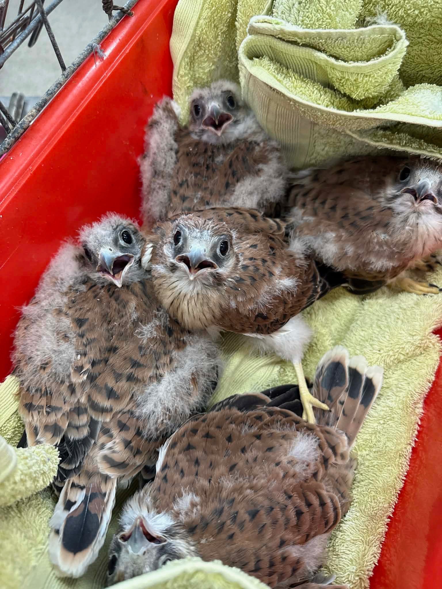 Young birds with their mouths open sitting on a yellow towel in a red container