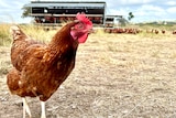 A chicken stares into the camera with more chickens and their movable shed in the background.