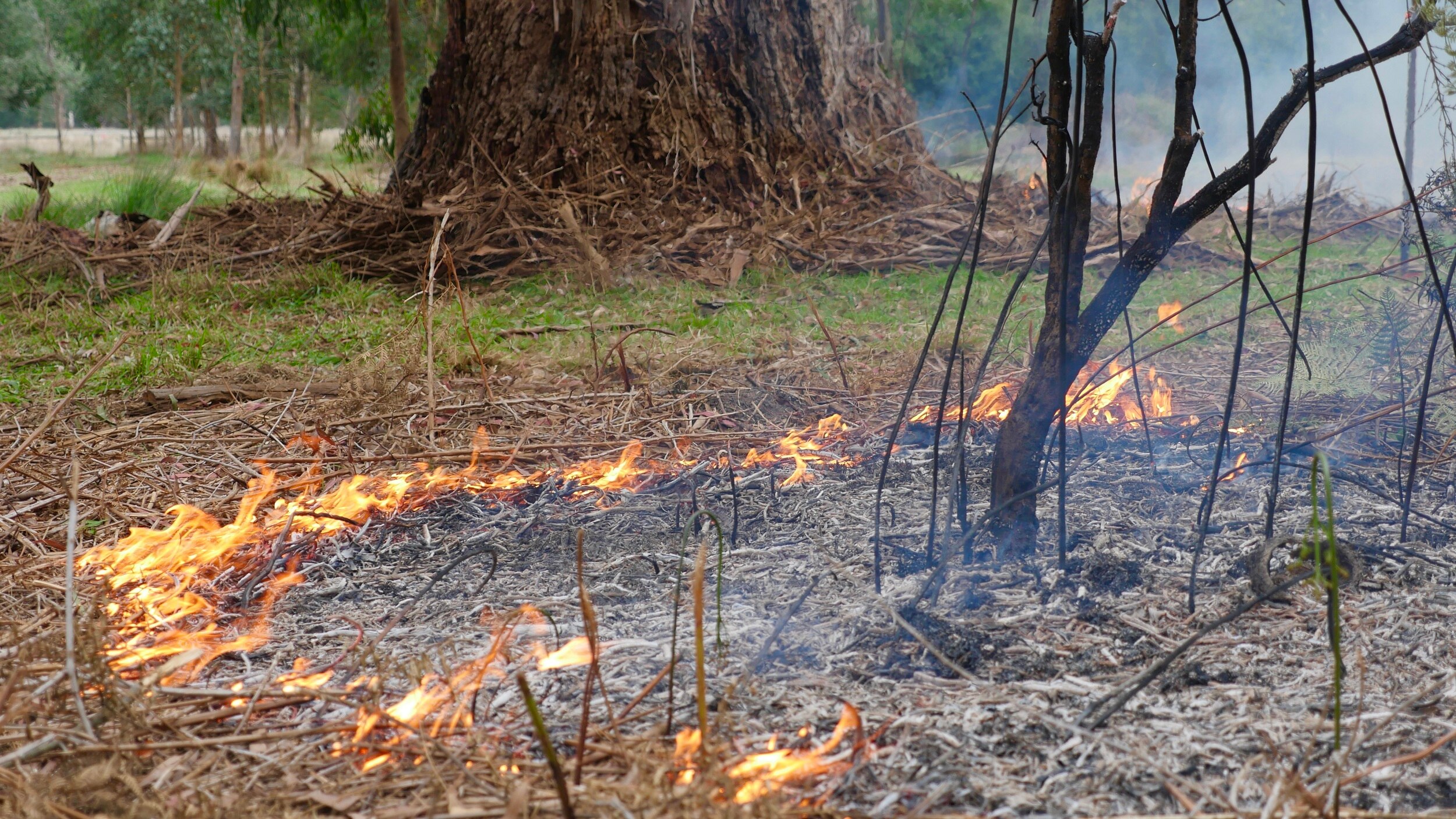 After 160 years, Aboriginal cultural burning returns…
