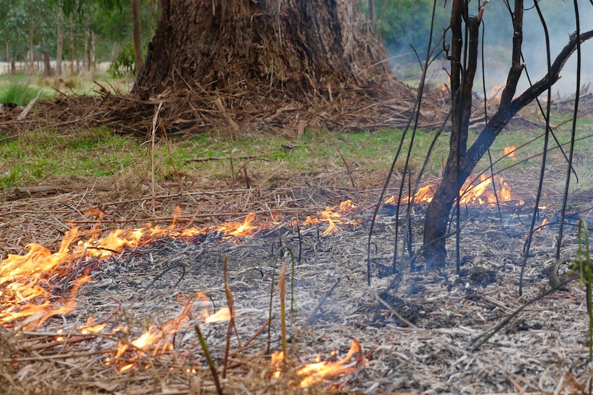A ring of flickering, low-lying flames encircle a small tree in bushland.