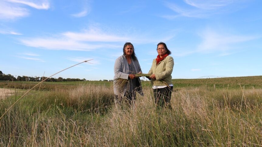 Ngarrindjeri Elder Ellen Trevorrow and her friend Jelina Haines pick rushes around the Lower Lakes and Coorong.