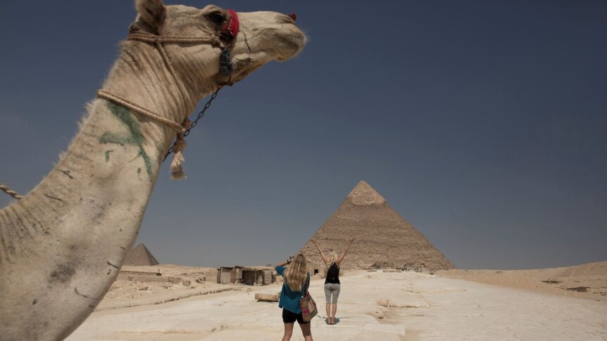 Camel at the pyramids of Giza