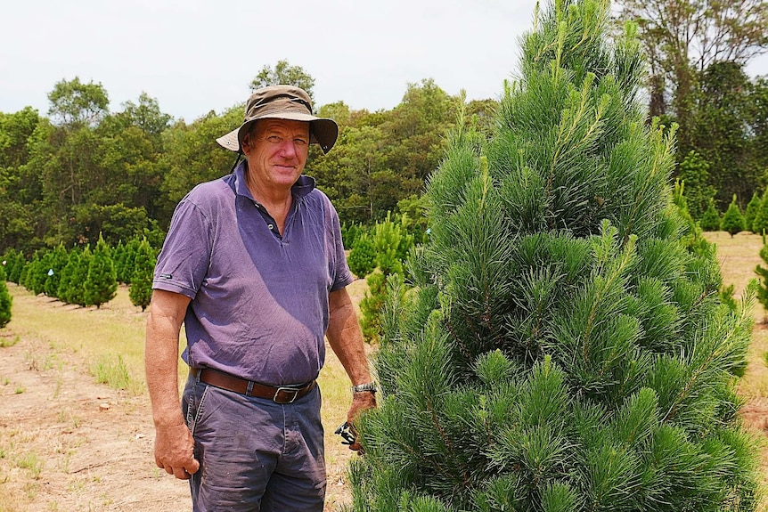 Wayne Duver has been growing Christmas trees near Coffs Harbour for almost 15 years.
