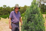 A middle-aged man in front of a Christmas tree
